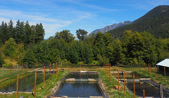 Sustainable Rainbow Trout Hatchery