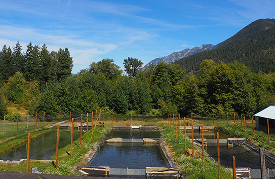 Sustainable Rainbow Trout Hatchery